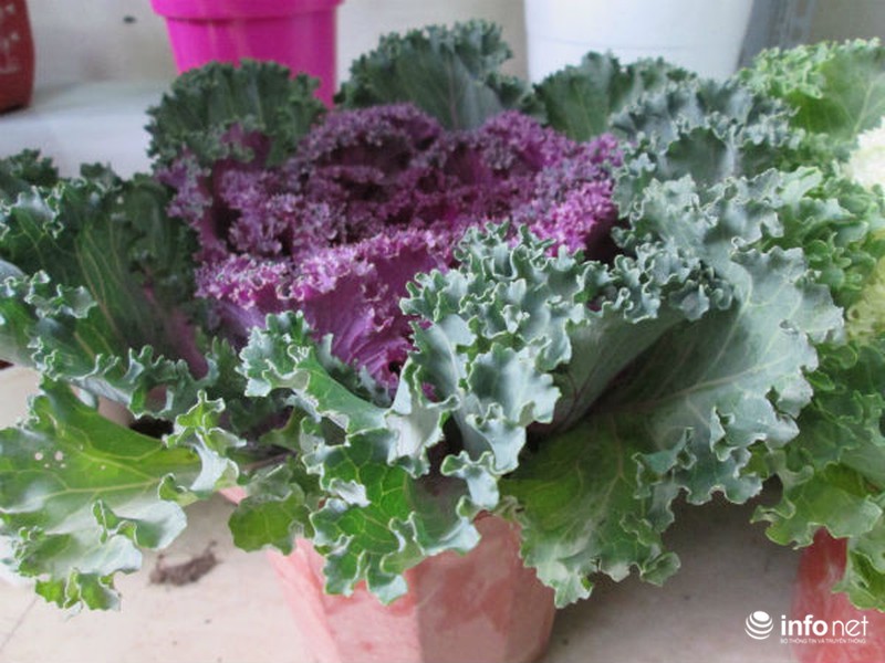 Cải bắp, cải củ