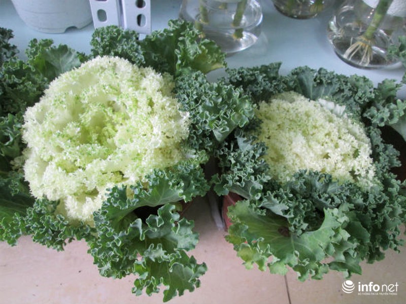 Cải bắp, cải củ