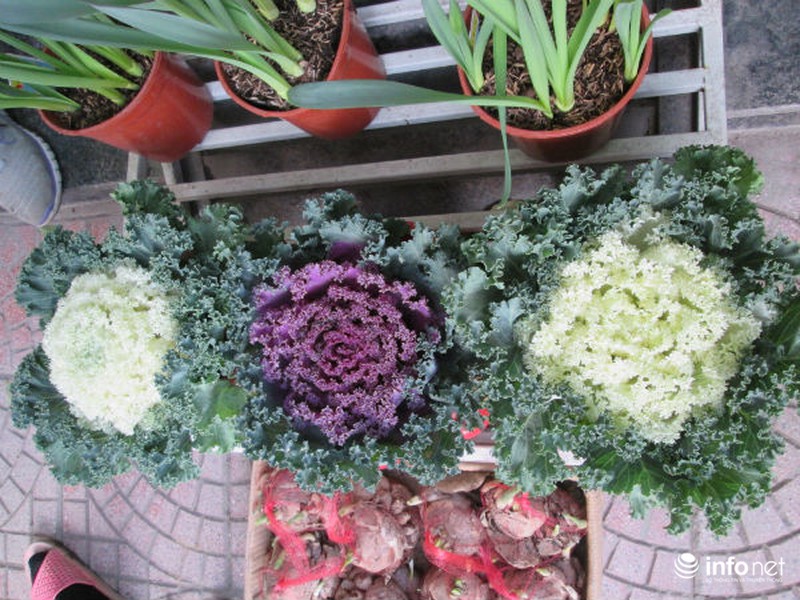 Cải bắp, cải củ