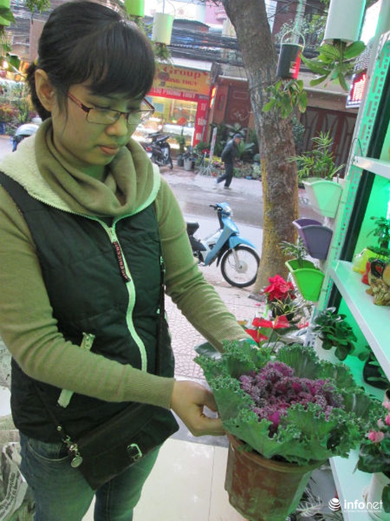 Cải bắp, cải củ