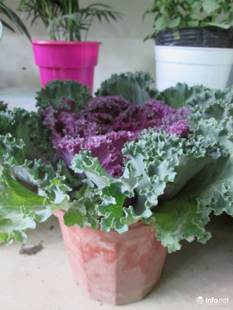 Cải bắp, cải củ