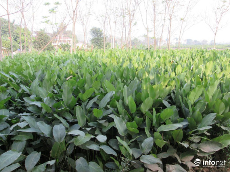 Về làng trồng lá dong lớn nhất Hà Nội - ảnh 4