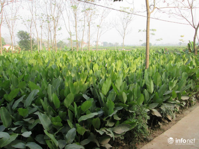 Về làng trồng lá dong lớn nhất Hà Nội - ảnh 1