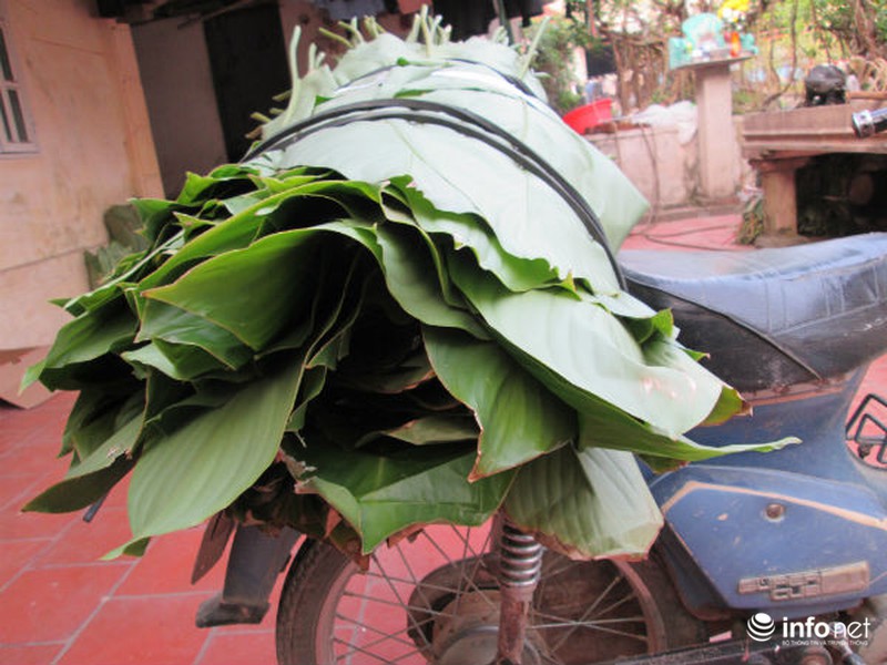 Về làng trồng lá dong lớn nhất Hà Nội - ảnh 8