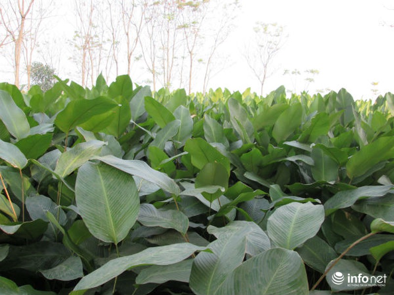 Về làng trồng lá dong lớn nhất Hà Nội - ảnh 3