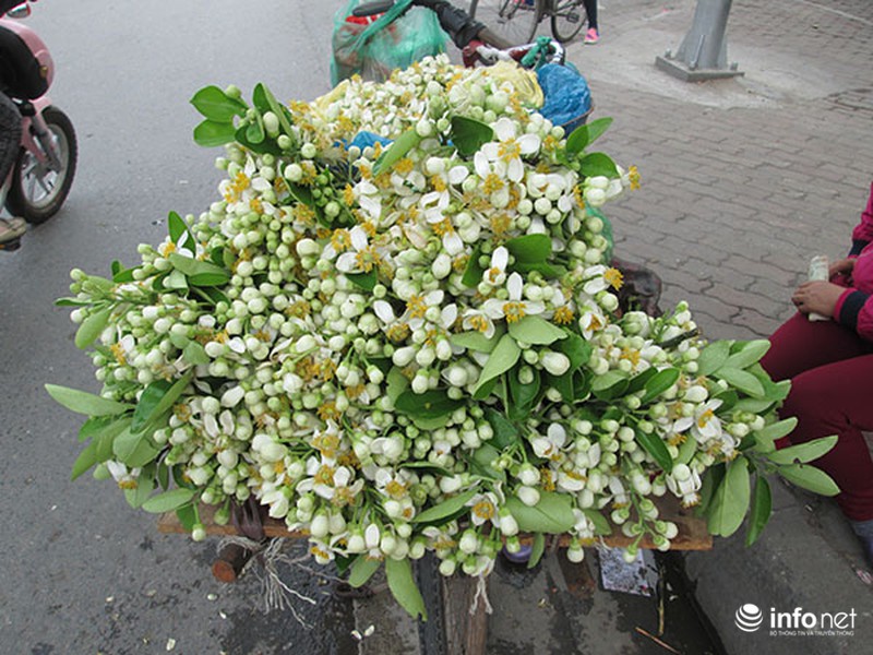 Kiếm tiền triệu mỗi ngày nhờ bán hoa bưởi dạo - ảnh 10