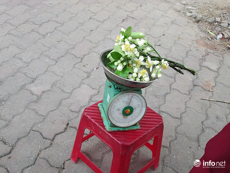 Kiếm tiền triệu mỗi ngày nhờ bán hoa bưởi dạo - ảnh 12