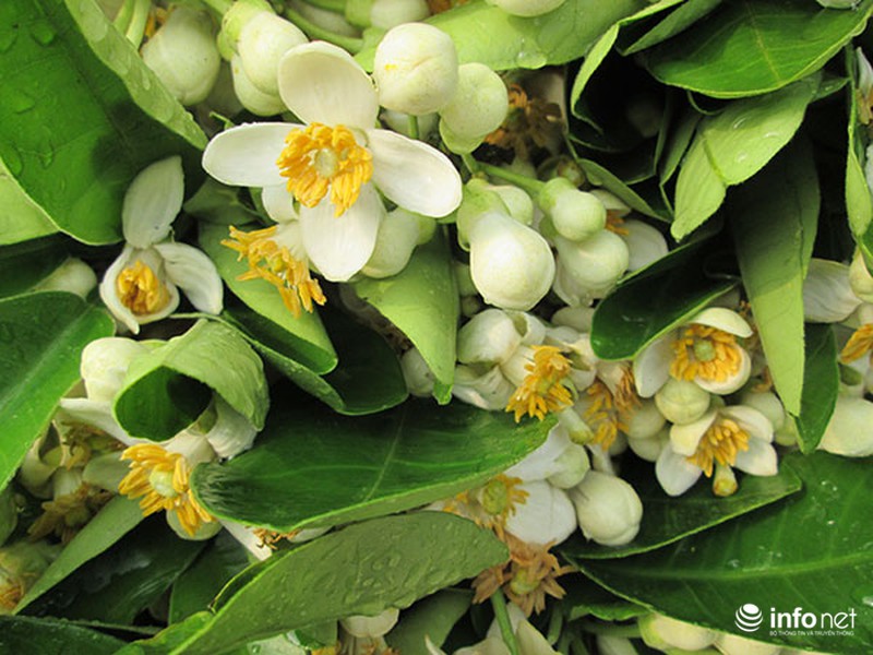 Kiếm tiền triệu mỗi ngày nhờ bán hoa bưởi dạo - ảnh 1