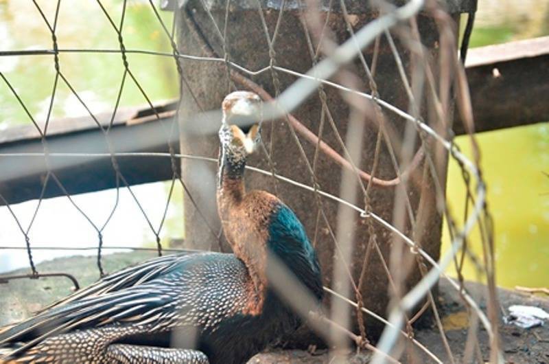 TP.HCM: Bắt được một con chim nghi là loài chim cổ rắn quý hiếm - ảnh 5