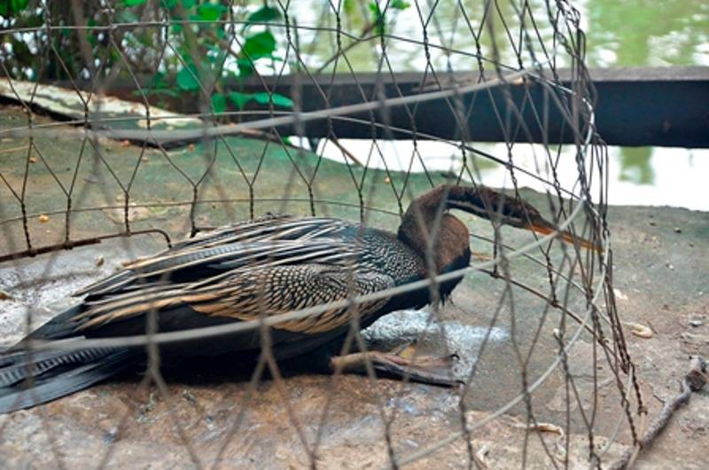 TP.HCM: Bắt được một con chim nghi là loài chim cổ rắn quý hiếm - ảnh 7