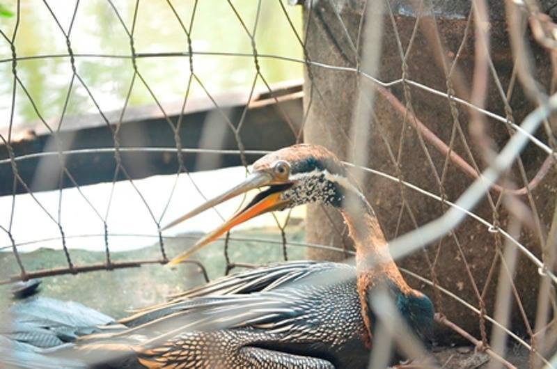 TP.HCM: Bắt được một con chim nghi là loài chim cổ rắn quý hiếm - ảnh 6