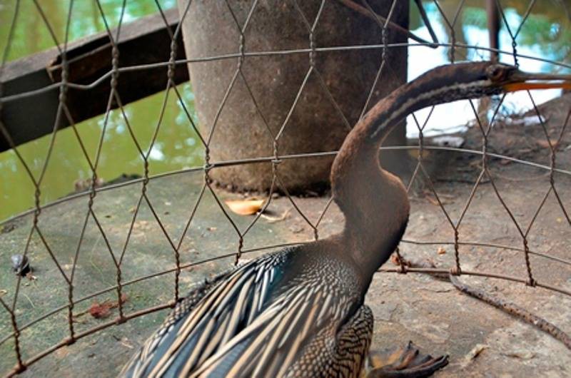 TP.HCM: Bắt được một con chim nghi là loài chim cổ rắn quý hiếm - ảnh 4