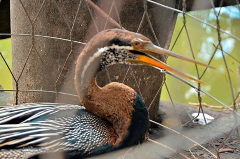 TP.HCM: Bắt được một con chim nghi là loài chim cổ rắn quý hiếm - ảnh 2