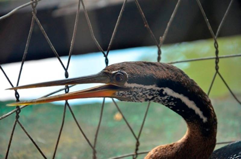 TP.HCM: Bắt được một con chim nghi là loài chim cổ rắn quý hiếm - ảnh 3