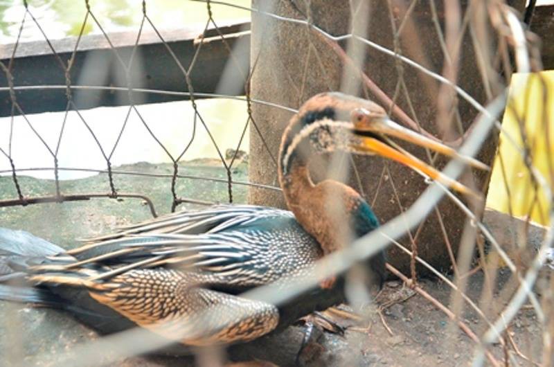 TP.HCM: Bắt được một con chim nghi là loài chim cổ rắn quý hiếm - ảnh 1