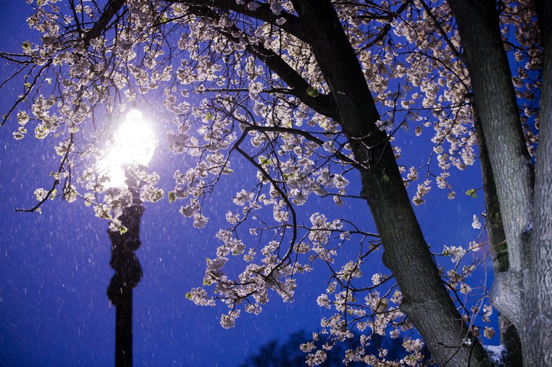 Bão tuyết muộn bất thường ở Mỹ khiến New York, Washington