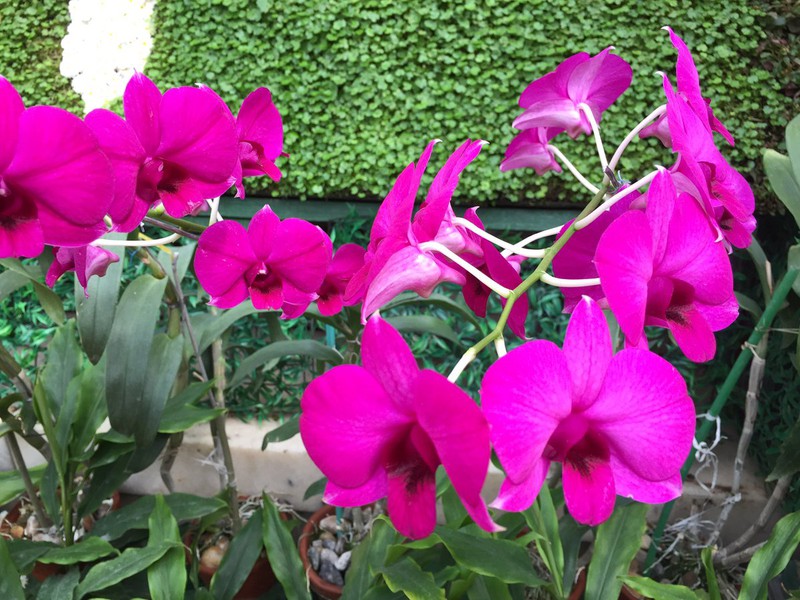 Bình Nhưỡng vẫn yên ả sau khi Triều Tiên phóng tên lửa thất bại - ảnh 2