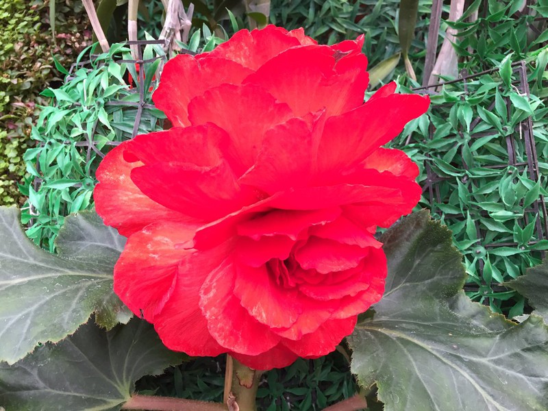 Bình Nhưỡng vẫn yên ả sau khi Triều Tiên phóng tên lửa thất bại - ảnh 3