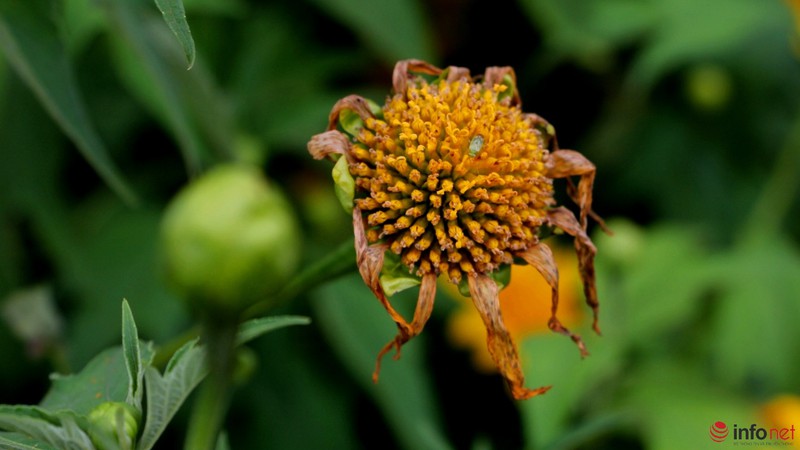 Dã quỳ đã vàng rực cao nguyên - ảnh 11