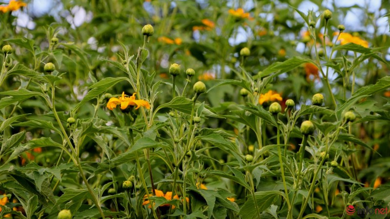 Dã quỳ đã vàng rực cao nguyên - ảnh 3