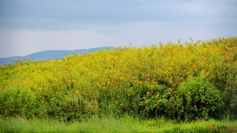 Dã quỳ đã vàng rực cao nguyên - ảnh 1