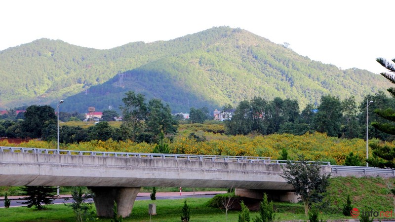 Dã quỳ đã vàng rực cao nguyên - ảnh 13