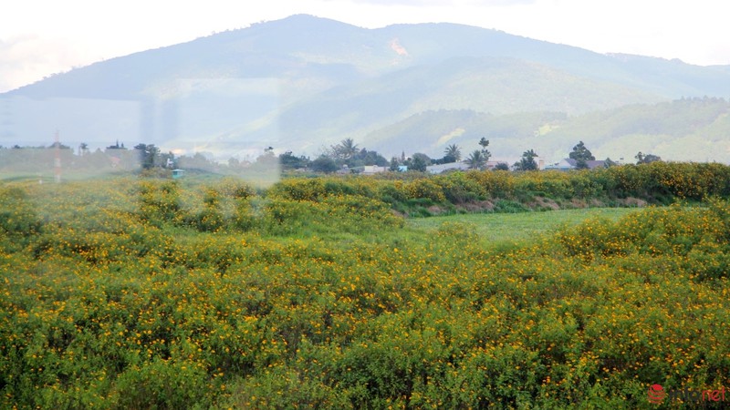 Dã quỳ đã vàng rực cao nguyên - ảnh 17