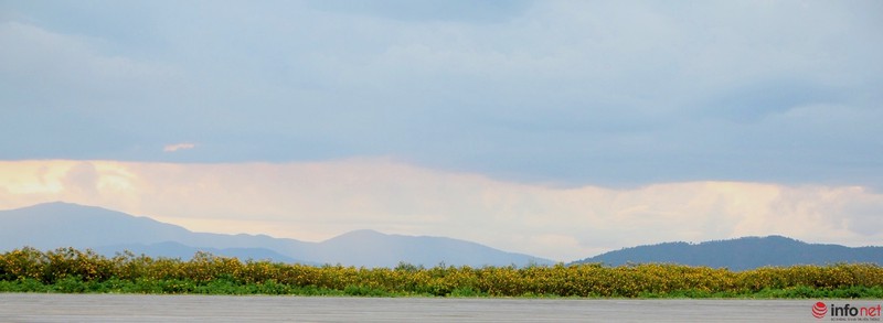 Dã quỳ đã vàng rực cao nguyên - ảnh 21