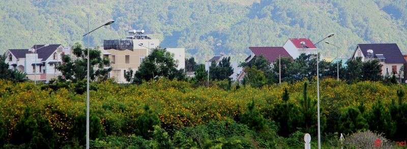 Dã quỳ đã vàng rực cao nguyên - ảnh 18