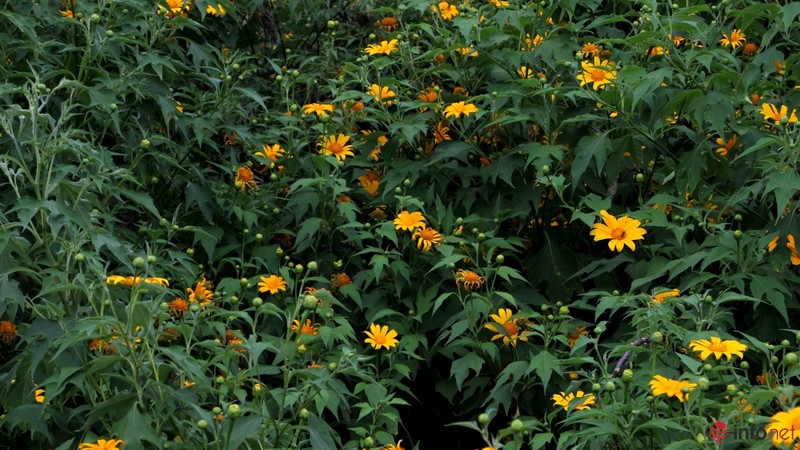 Dã quỳ đã vàng rực cao nguyên - ảnh 4