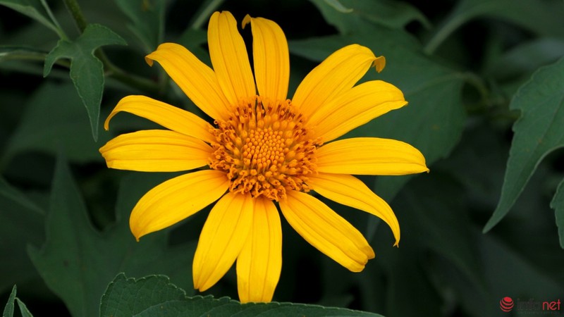 Dã quỳ đã vàng rực cao nguyên - ảnh 9