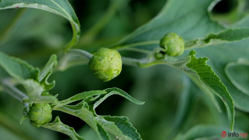 Dã quỳ đã vàng rực cao nguyên - ảnh 5