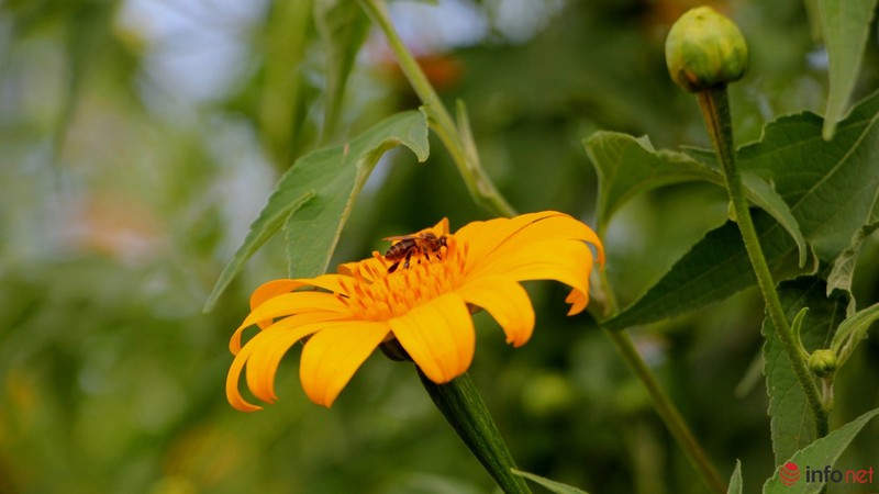 Dã quỳ đã vàng rực cao nguyên - ảnh 10