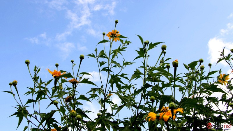 Dã quỳ đã vàng rực cao nguyên - ảnh 7