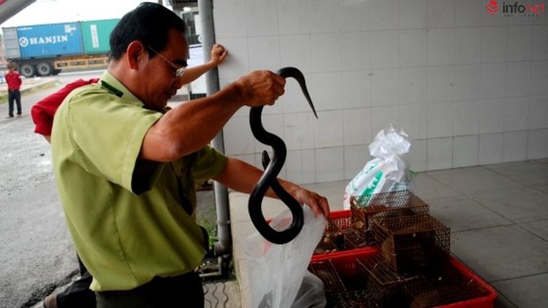 TP.HCM ban hành bảng giá động vật rừng mới làm cơ sở xử phạt hành chính - ảnh 1