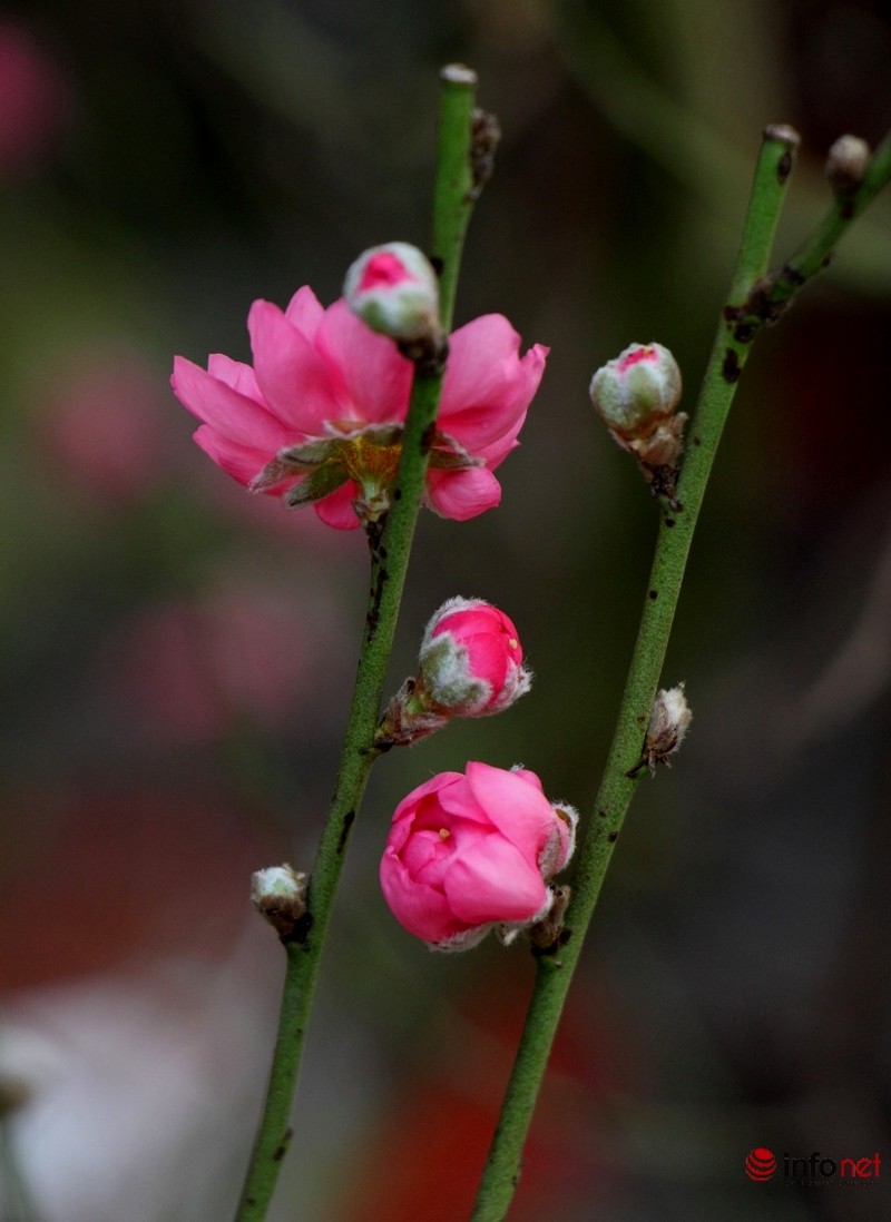 Hoa đào khoe sắc trong nắng phương Nam - ảnh 20