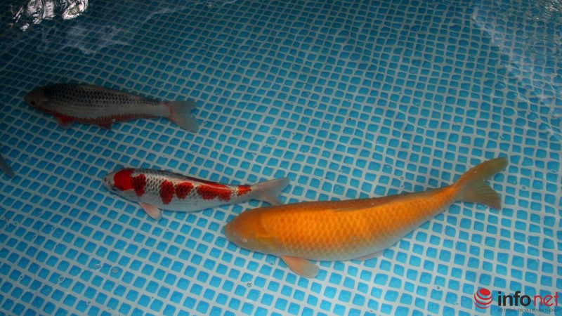 Ngắm