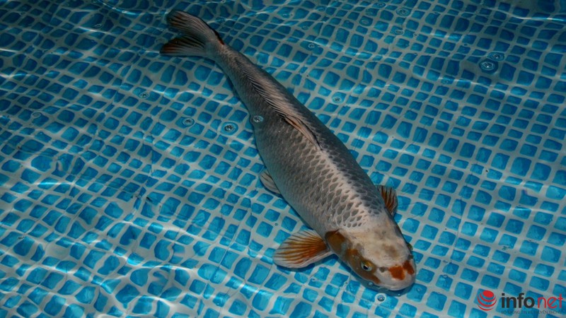 Ngắm