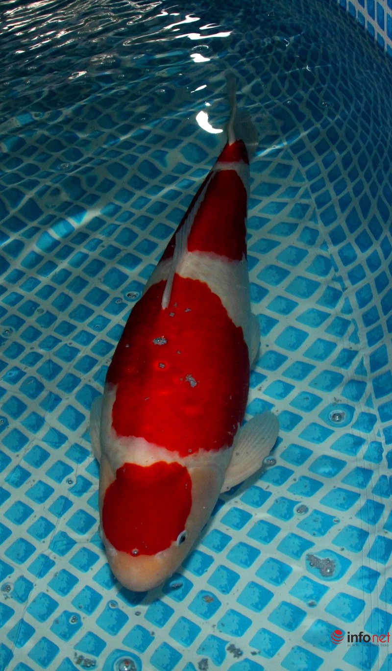 Ngắm