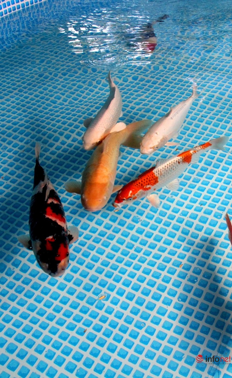 Ngắm