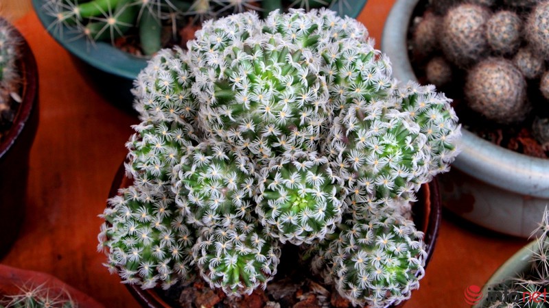 Ngỡ ngàng trước hàng trăm loại xương rồng