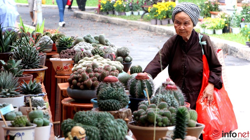 Ngỡ ngàng trước hàng trăm loại xương rồng