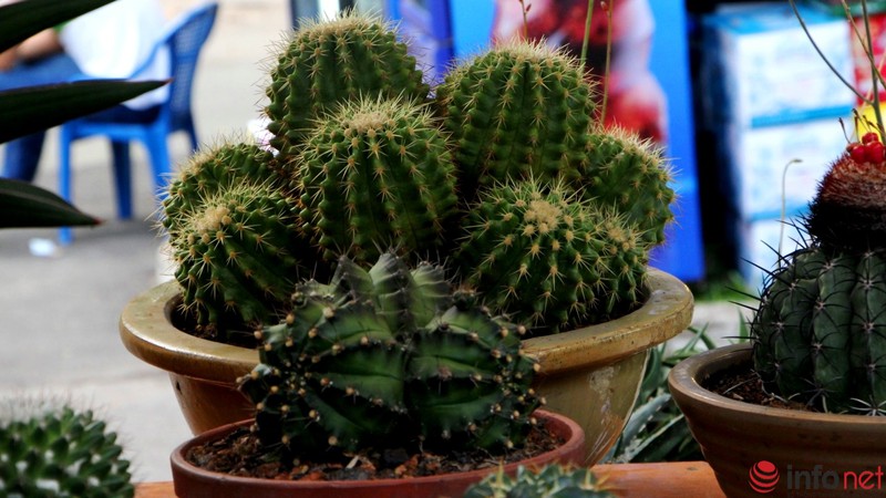 Ngỡ ngàng trước hàng trăm loại xương rồng