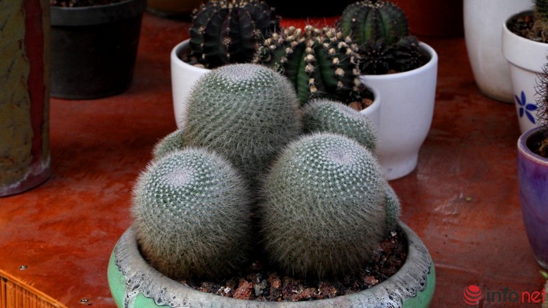 Ngỡ ngàng trước hàng trăm loại xương rồng