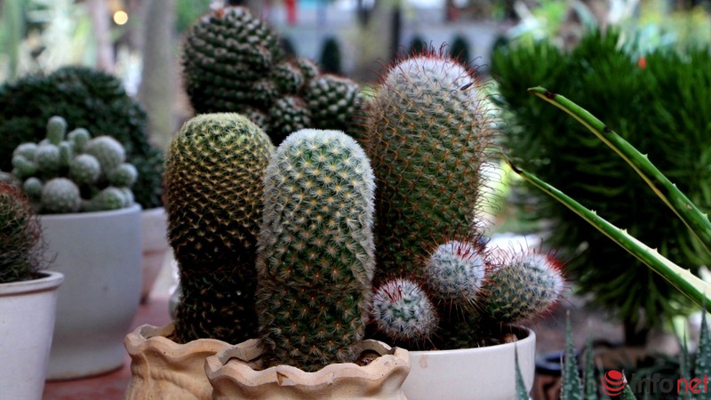 Ngỡ ngàng trước hàng trăm loại xương rồng