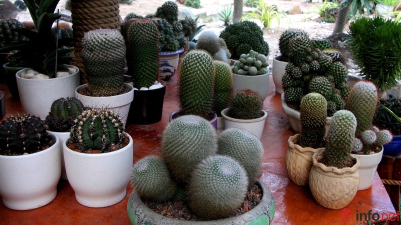 Ngỡ ngàng trước hàng trăm loại xương rồng