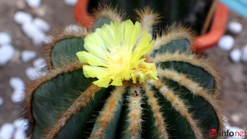 Ngỡ ngàng trước hàng trăm loại xương rồng