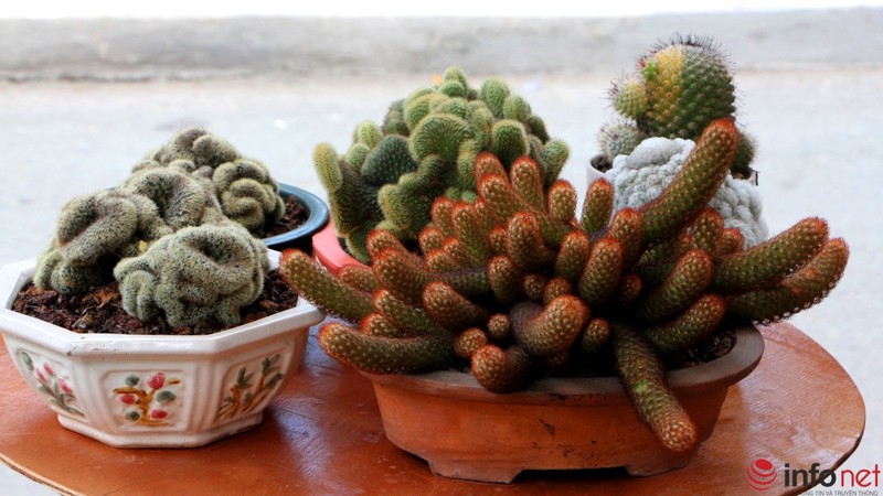 Ngỡ ngàng trước hàng trăm loại xương rồng
