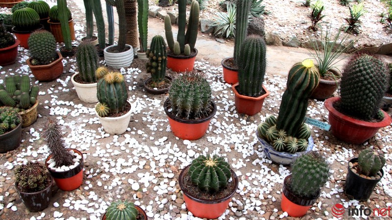 Ngỡ ngàng trước hàng trăm loại xương rồng