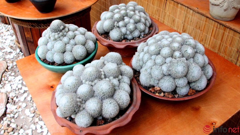 Ngỡ ngàng trước hàng trăm loại xương rồng